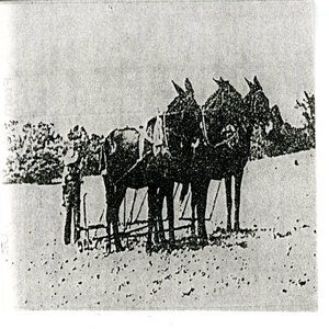 cover image of The Dr. Jack Ellis Agriculture Collection